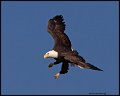 _2SB8933 bald eagle
